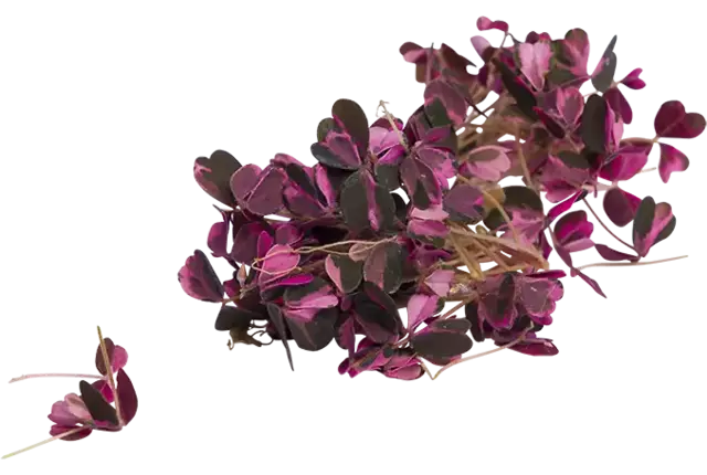 Klaverzuring roze +-- 100 st kist 20 stuks